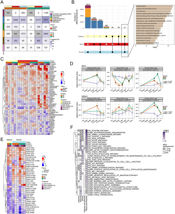 Heatmaps and plots showing exercise-induced molecular changes across blood, skeletal muscle, and adipose tissue.
